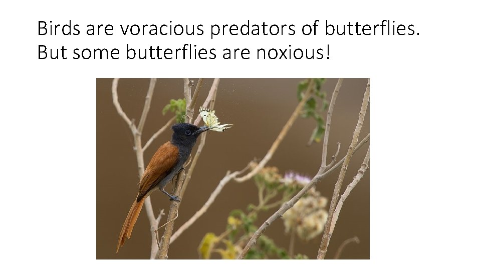 Birds are voracious predators of butterflies. But some butterflies are noxious! 