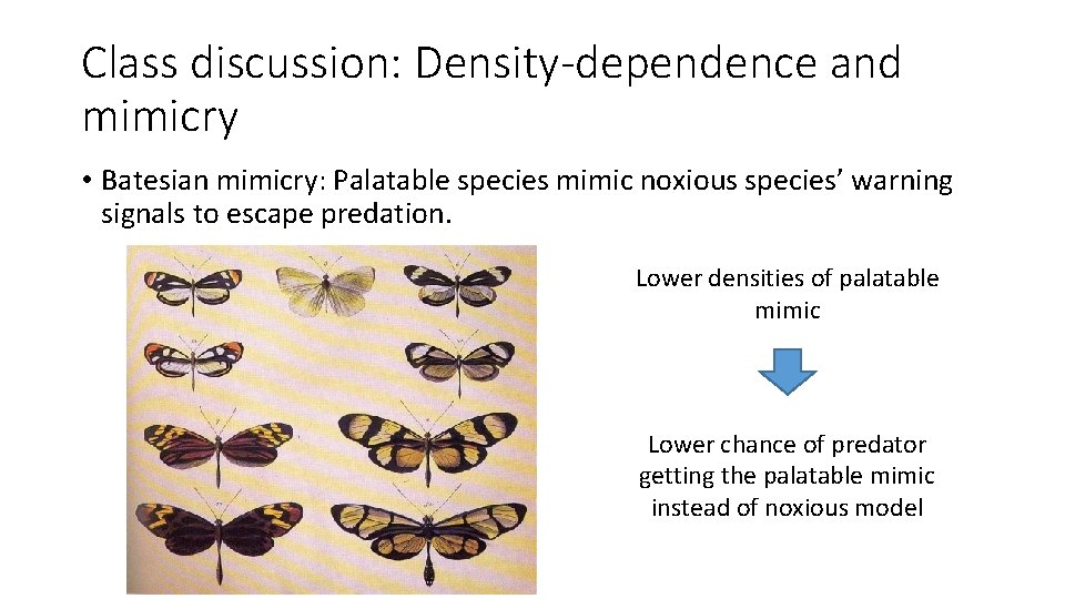 Class discussion: Density-dependence and mimicry • Batesian mimicry: Palatable species mimic noxious species’ warning
