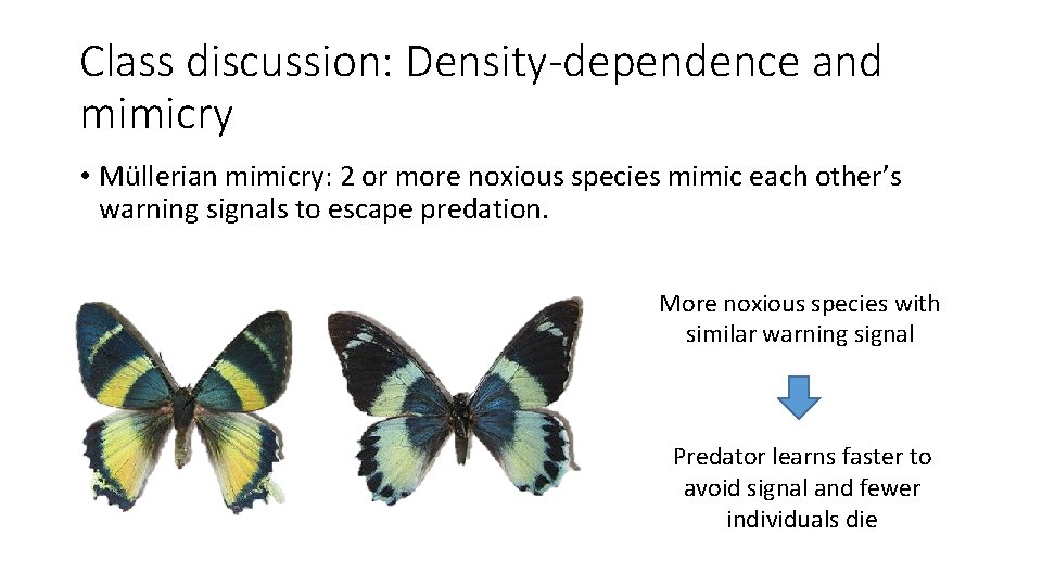 Class discussion: Density-dependence and mimicry • Müllerian mimicry: 2 or more noxious species mimic