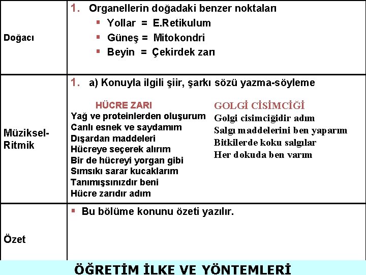 Doğacı 1. Organellerin doğadaki benzer noktaları § Yollar = E. Retikulum § Güneş =