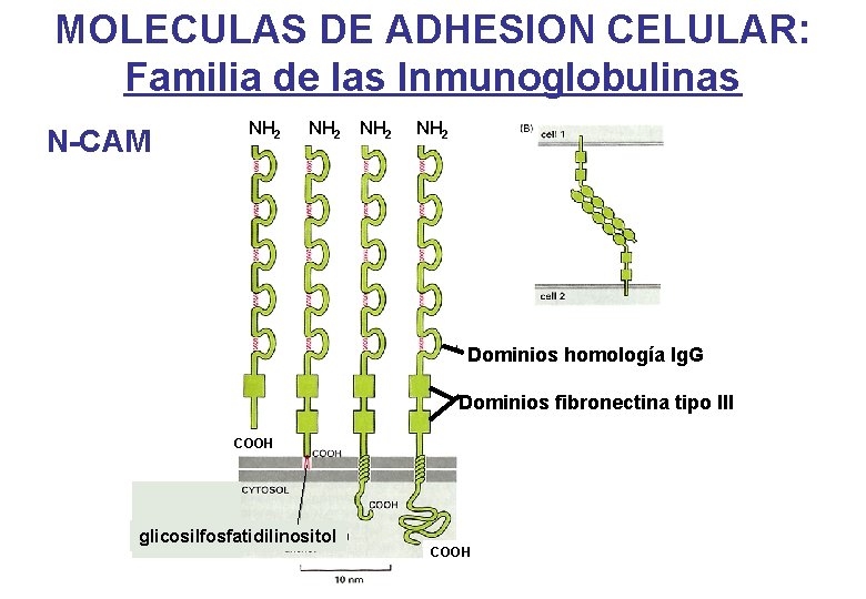 MOLECULAS DE ADHESION CELULAR: Familia de las Inmunoglobulinas N-CAM NH 2 Dominios homología Ig.