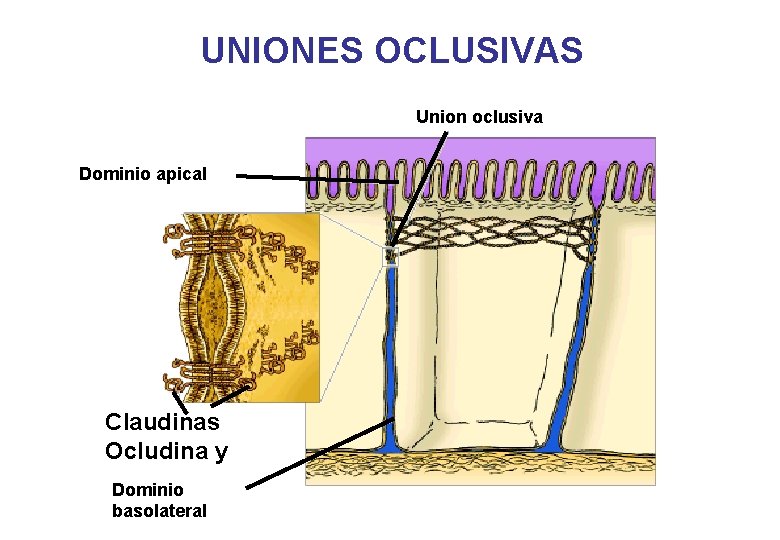 UNIONES OCLUSIVAS Union oclusiva Dominio apical Claudinas Ocludina y Dominio basolateral 