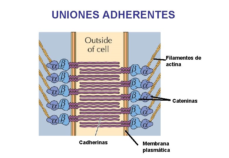 UNIONES ADHERENTES Filamentos de actina Cateninas Cadherinas Membrana plasmática 