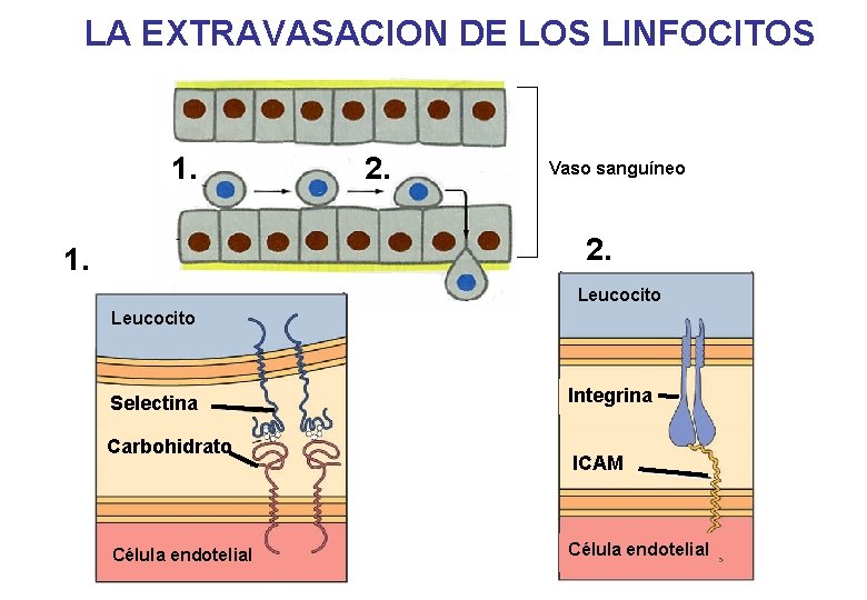 LA EXTRAVASACION DE LOS LINFOCITOS 1. 2. Vaso sanguíneo 2. 1. Leucocito Selectina Carbohidrato