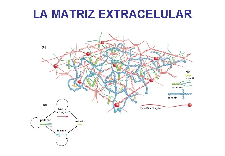 LA MATRIZ EXTRACELULAR 