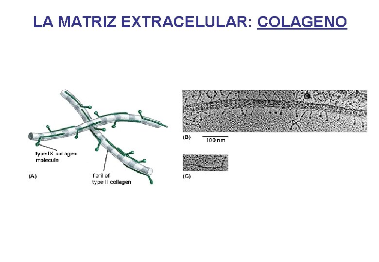 LA MATRIZ EXTRACELULAR: COLAGENO 