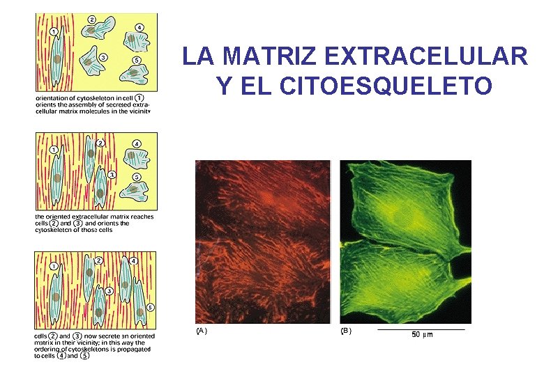 LA MATRIZ EXTRACELULAR Y EL CITOESQUELETO 