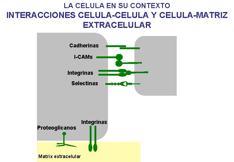 LA CELULA EN SU CONTEXTO INTERACCIONES CELULA-CELULA Y CELULA-MATRIZ EXTRACELULAR Cadherinas I-CAMs Integrinas Selectinas