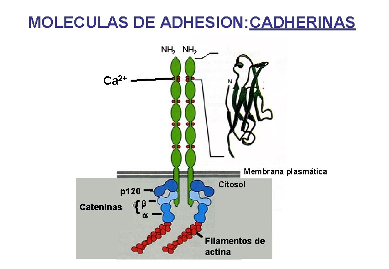 MOLECULAS DE ADHESION: CADHERINAS NH 2 Ca 2+ Membrana plasmática p 120 Cateninas Citosol