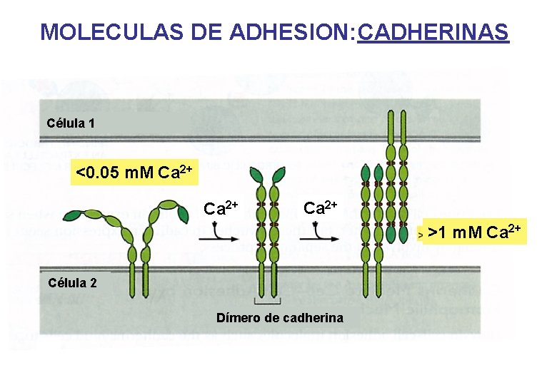 MOLECULAS DE ADHESION: CADHERINAS Célula 1 <0. 05 m. M Ca 2+ >1 m.