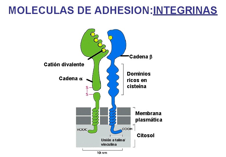 MOLECULAS DE ADHESION: INTEGRINAS Cadena b Catión divalente Dominios ricos en cisteína Cadena a