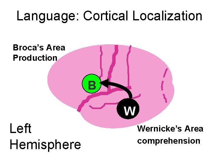 Language: Cortical Localization Broca’s Area Production B W Left Hemisphere Wernicke’s Area comprehension 