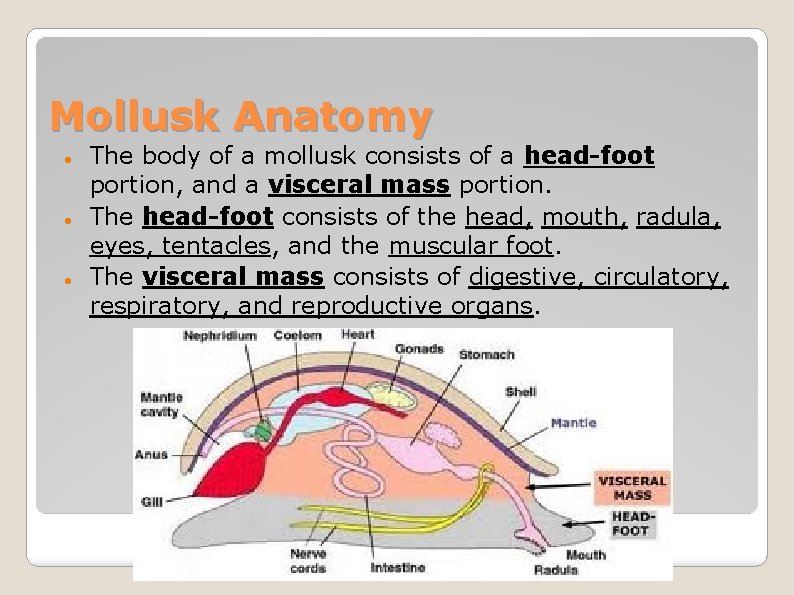 Mollusk Anatomy The body of a mollusk consists of a head-foot portion, and a