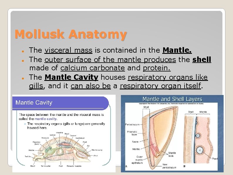 Mollusk Anatomy The visceral mass is contained in the Mantle. The outer surface of