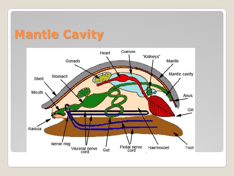 Mantle Cavity 