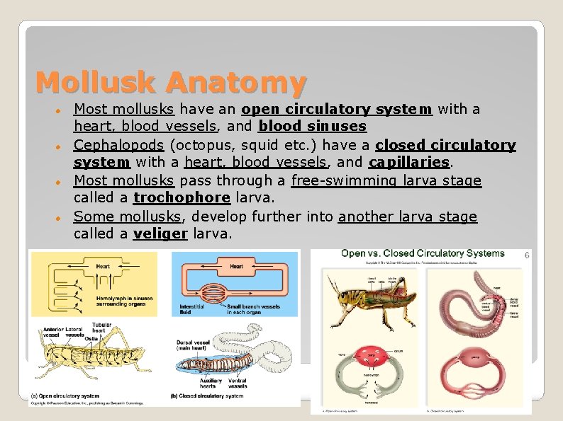 Mollusk Anatomy Most mollusks have an open circulatory system with a heart, blood vessels,