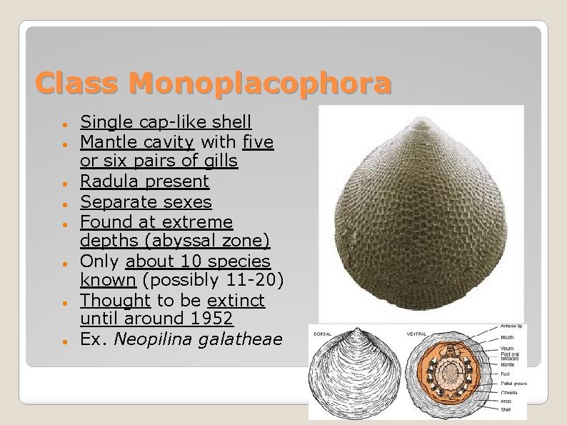 Class Monoplacophora Single cap-like shell Mantle cavity with five or six pairs of gills