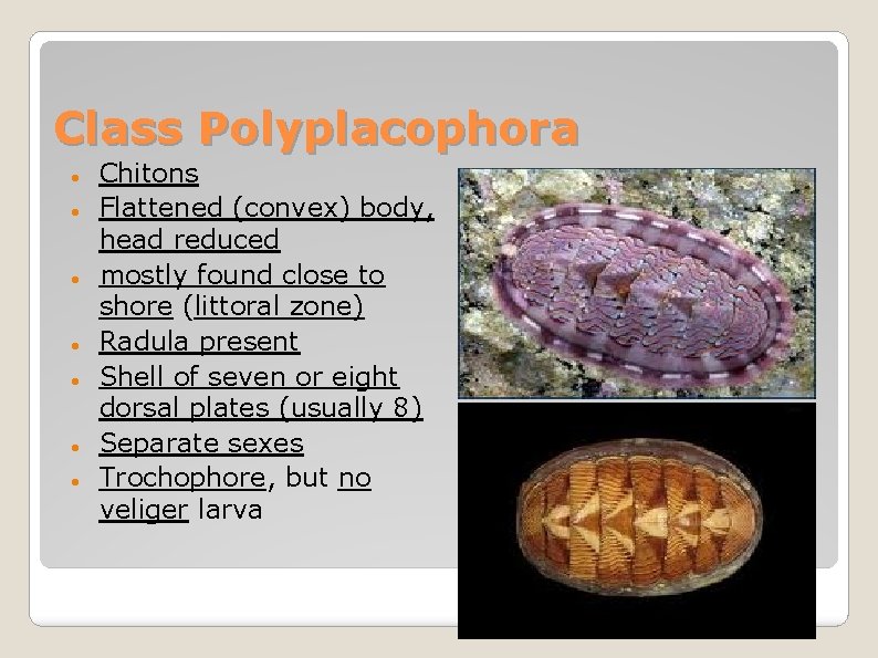 Class Polyplacophora Chitons Flattened (convex) body, head reduced mostly found close to shore (littoral