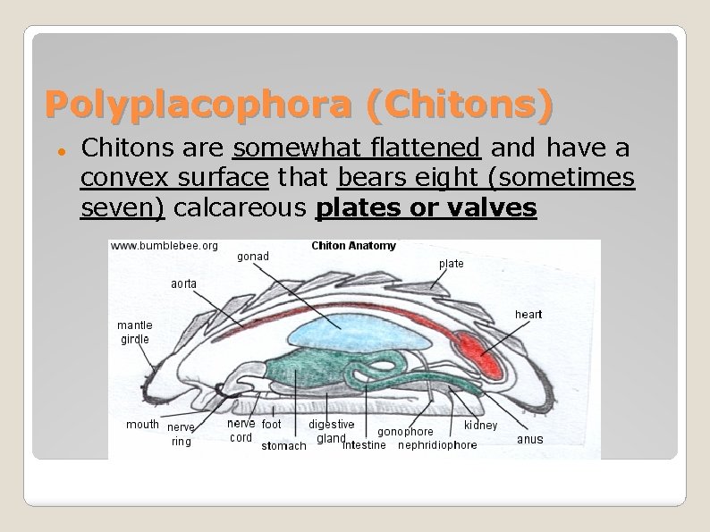 Polyplacophora (Chitons) Chitons are somewhat flattened and have a convex surface that bears eight