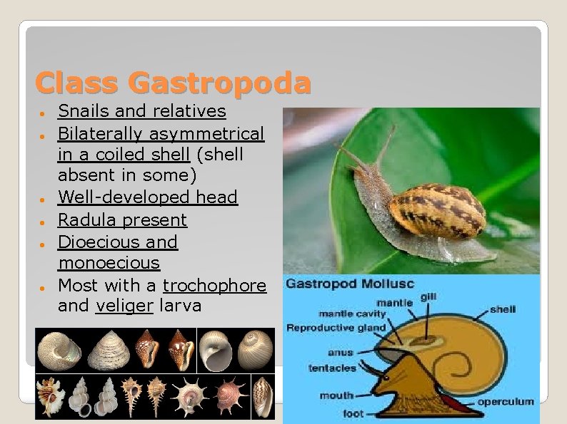 Class Gastropoda Snails and relatives Bilaterally asymmetrical in a coiled shell (shell absent in