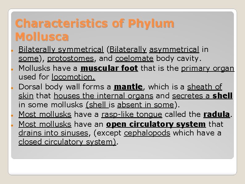 Characteristics of Phylum Mollusca Bilaterally symmetrical (Bilaterally asymmetrical in some), protostomes, and coelomate body