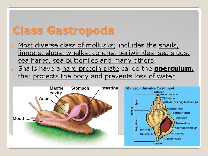 Class Gastropoda Most diverse class of mollusks; includes the snails, limpets, slugs, whelks, conchs,