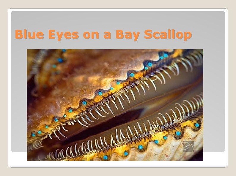 Blue Eyes on a Bay Scallop 