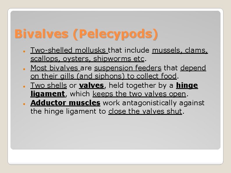 Bivalves (Pelecypods) Two-shelled mollusks that include mussels, clams, scallops, oysters, shipworms etc. Most bivalves