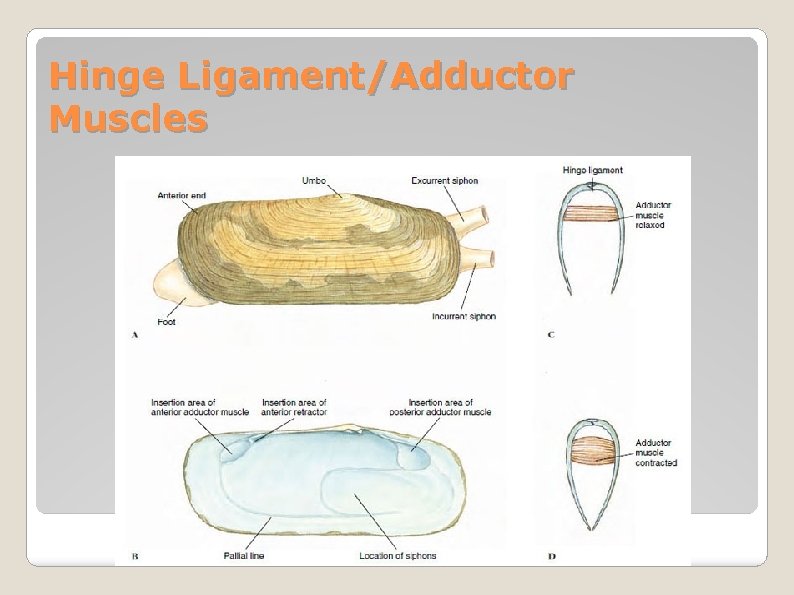 Hinge Ligament/Adductor Muscles 