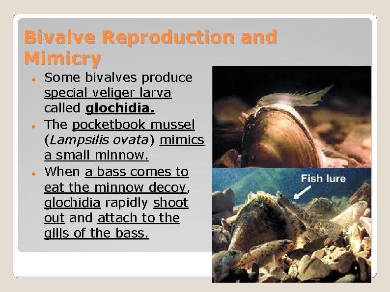 Bivalve Reproduction and Mimicry Some bivalves produce special veliger larva called glochidia. The pocketbook