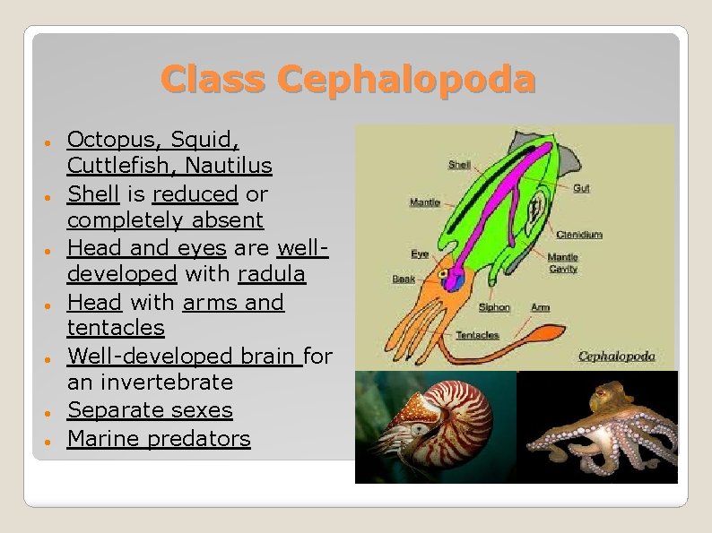 Class Cephalopoda Octopus, Squid, Cuttlefish, Nautilus Shell is reduced or completely absent Head and