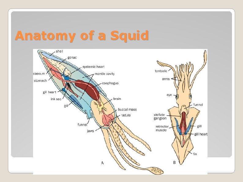 Anatomy of a Squid 