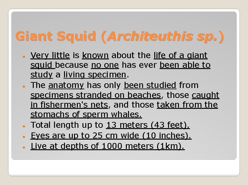 Giant Squid (Architeuthis sp. ) Very little is known about the life of a