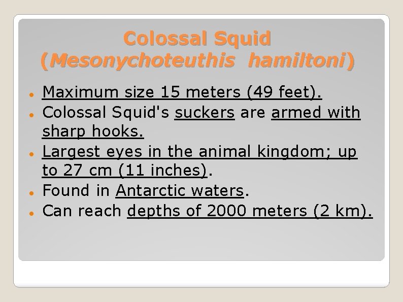 Colossal Squid (Mesonychoteuthis hamiltoni) Maximum size 15 meters (49 feet). Colossal Squid's suckers are