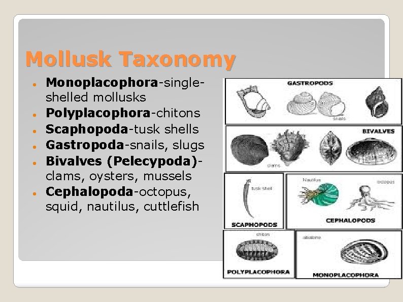 Mollusk Taxonomy Monoplacophora-singleshelled mollusks Polyplacophora-chitons Scaphopoda-tusk shells Gastropoda-snails, slugs Bivalves (Pelecypoda)clams, oysters, mussels Cephalopoda-octopus,