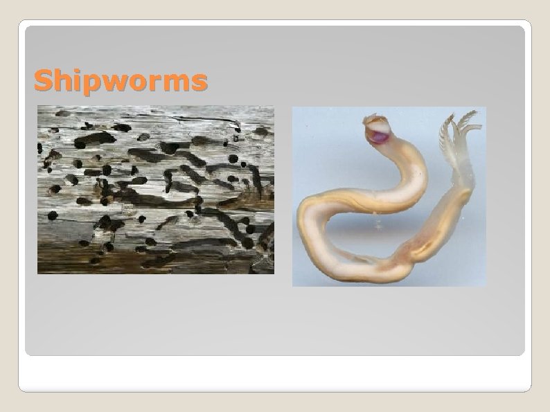 Shipworms 