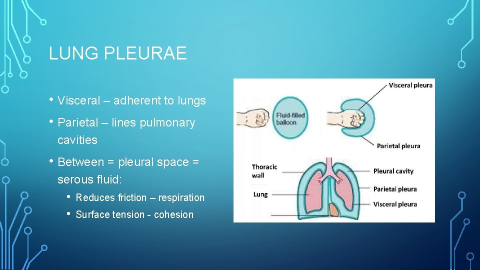 LUNG PLEURAE • Visceral – adherent to lungs • Parietal – lines pulmonary cavities