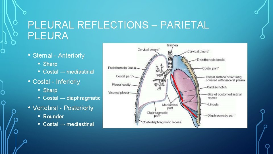 PLEURAL REFLECTIONS – PARIETAL PLEURA • Sternal - Anteriorly • • Sharp Costal →