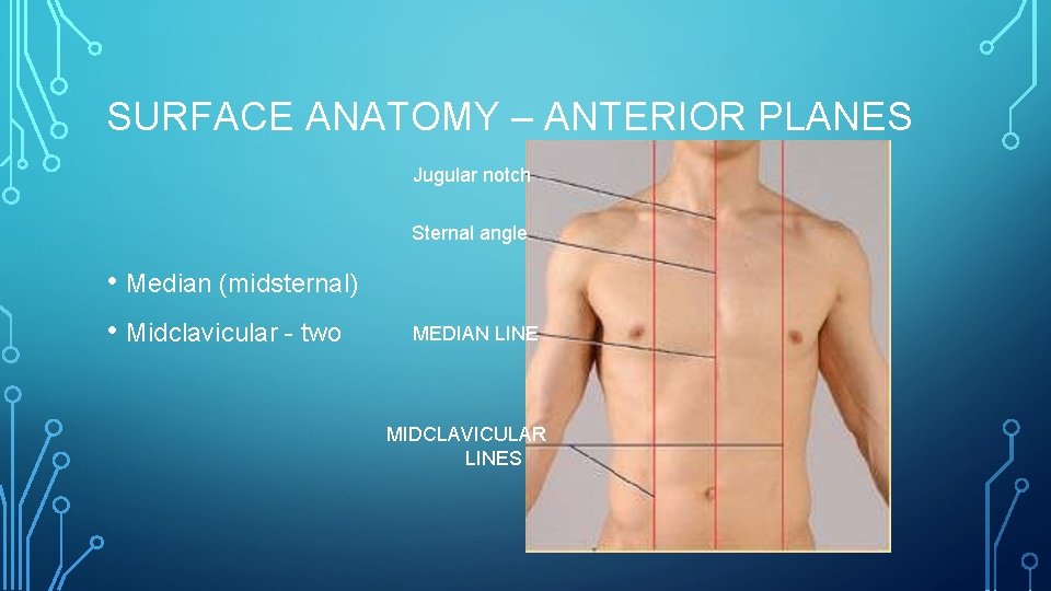 SURFACE ANATOMY – ANTERIOR PLANES Jugular notch Sternal angle • Median (midsternal) • Midclavicular