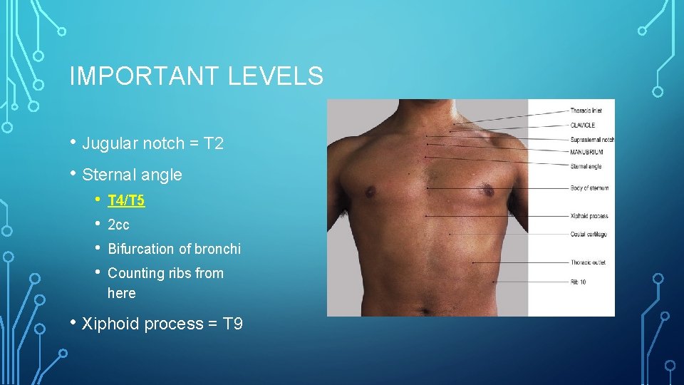 IMPORTANT LEVELS • Jugular notch = T 2 • Sternal angle • • T