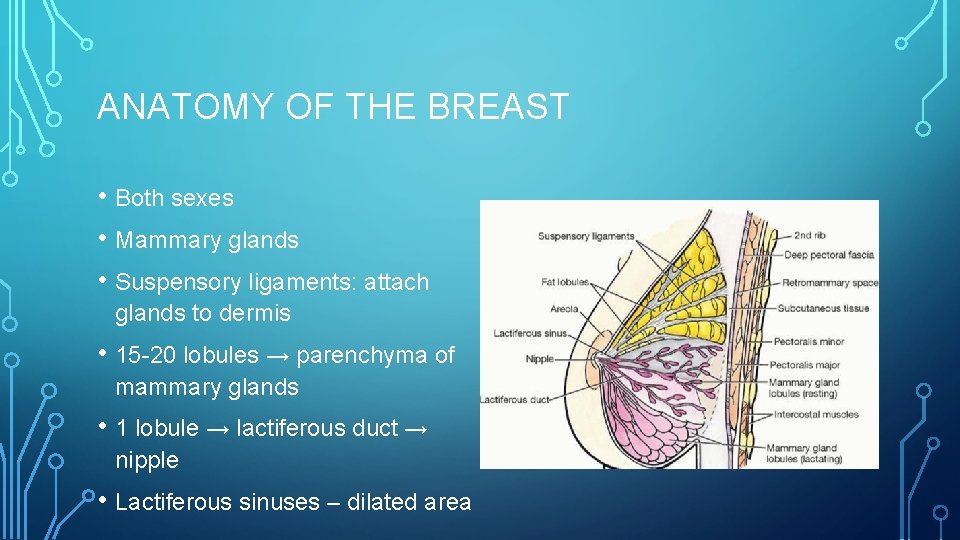 ANATOMY OF THE BREAST • Both sexes • Mammary glands • Suspensory ligaments: attach