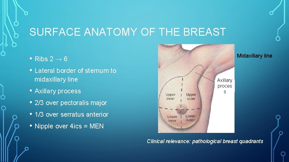 SURFACE ANATOMY OF THE BREAST Midaxillary line • Ribs 2 → 6 • Lateral