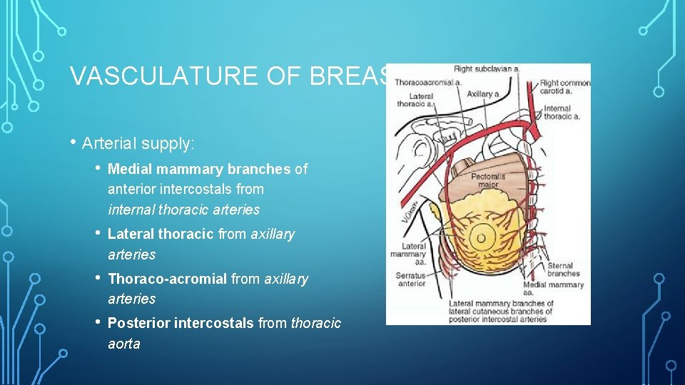 VASCULATURE OF BREAST • Arterial supply: • Medial mammary branches of anterior intercostals from