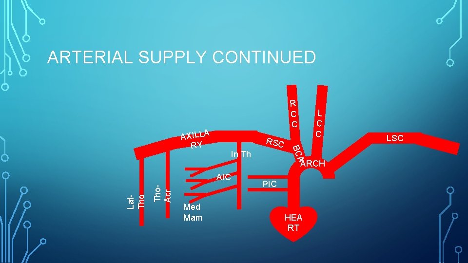 ARTERIAL SUPPLY CONTINUED RSC Tho. Acr Lat. Tho AIC Med Mam A In Th