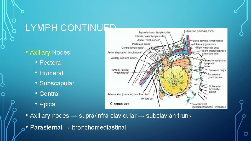 LYMPH CONTINUED • Axillary Nodes: • Pectoral • Humeral • Subscapular • Central •