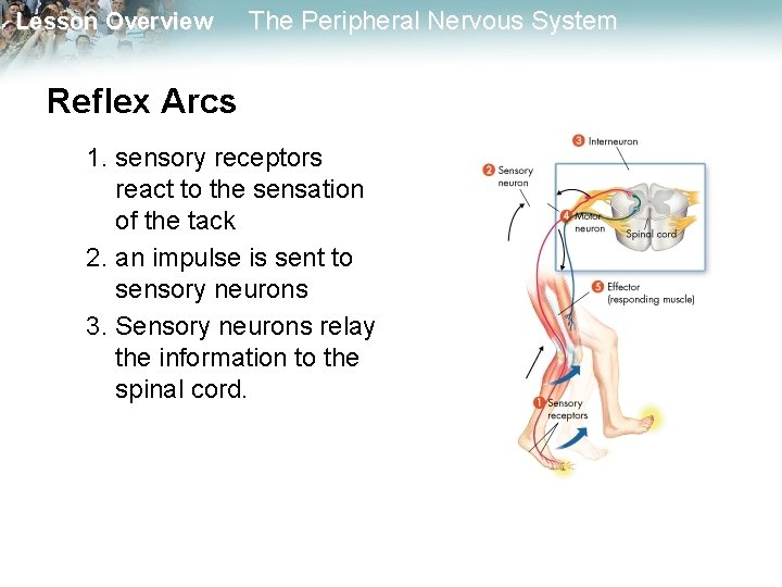 Lesson Overview The Peripheral Nervous System Reflex Arcs 1. sensory receptors react to the