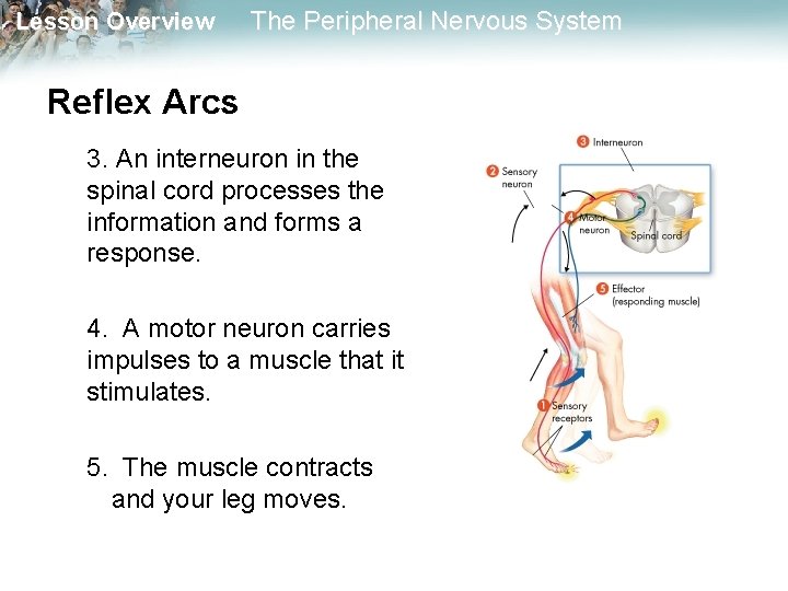 Lesson Overview The Peripheral Nervous System Reflex Arcs 3. An interneuron in the spinal