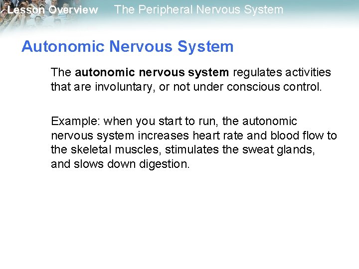 Lesson Overview The Peripheral Nervous System Autonomic Nervous System The autonomic nervous system regulates