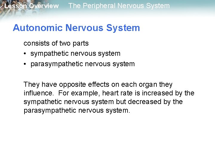 Lesson Overview The Peripheral Nervous System Autonomic Nervous System consists of two parts •