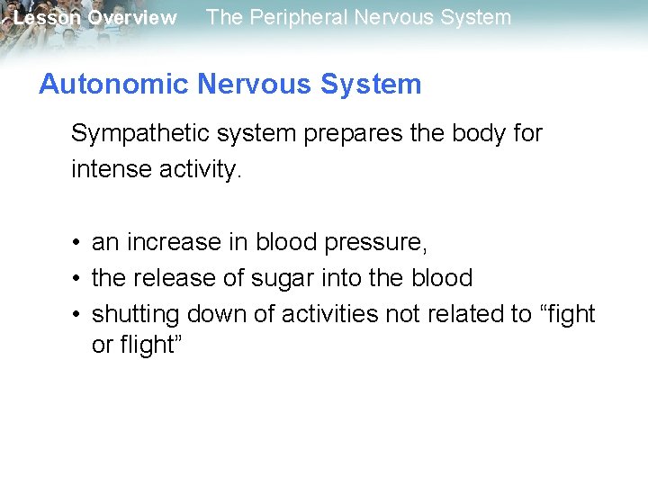 Lesson Overview The Peripheral Nervous System Autonomic Nervous System Sympathetic system prepares the body